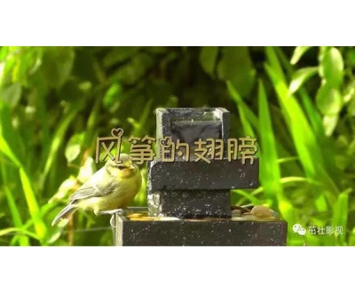 《風箏的翅膀》MV